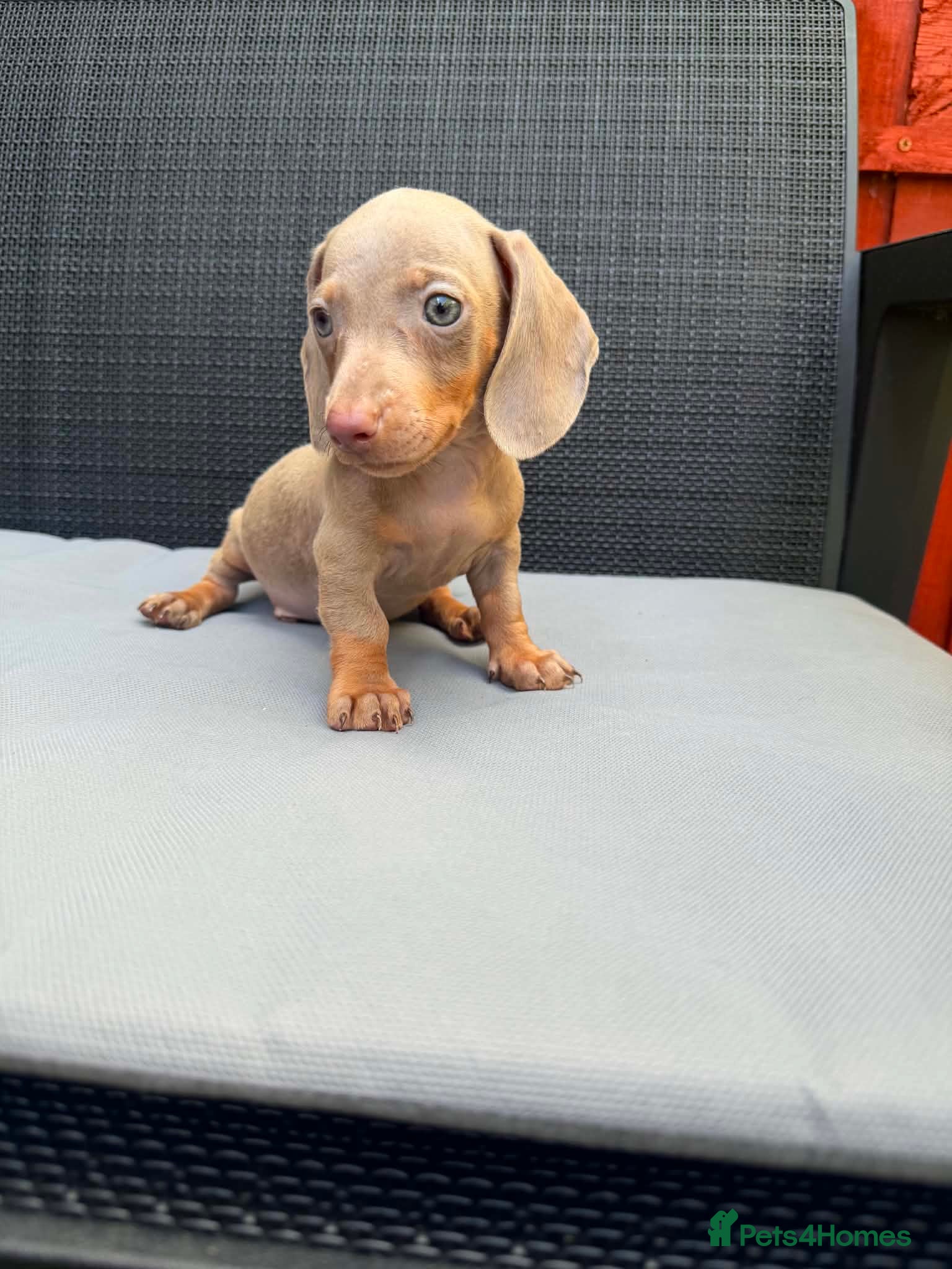 Miniature Dachshund dogs Miniature Dachshund - Advert 5