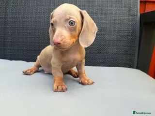 Miniature Dachshund dogs Miniature Dachshund - Advert 6