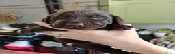 Labrador Retriever dogs for sale: Beautiful KC Choc Labrador Pups - 4 left! - Advert 3