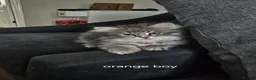 Siberian cats for sale: Lovely grey Siberians. - Advert 12