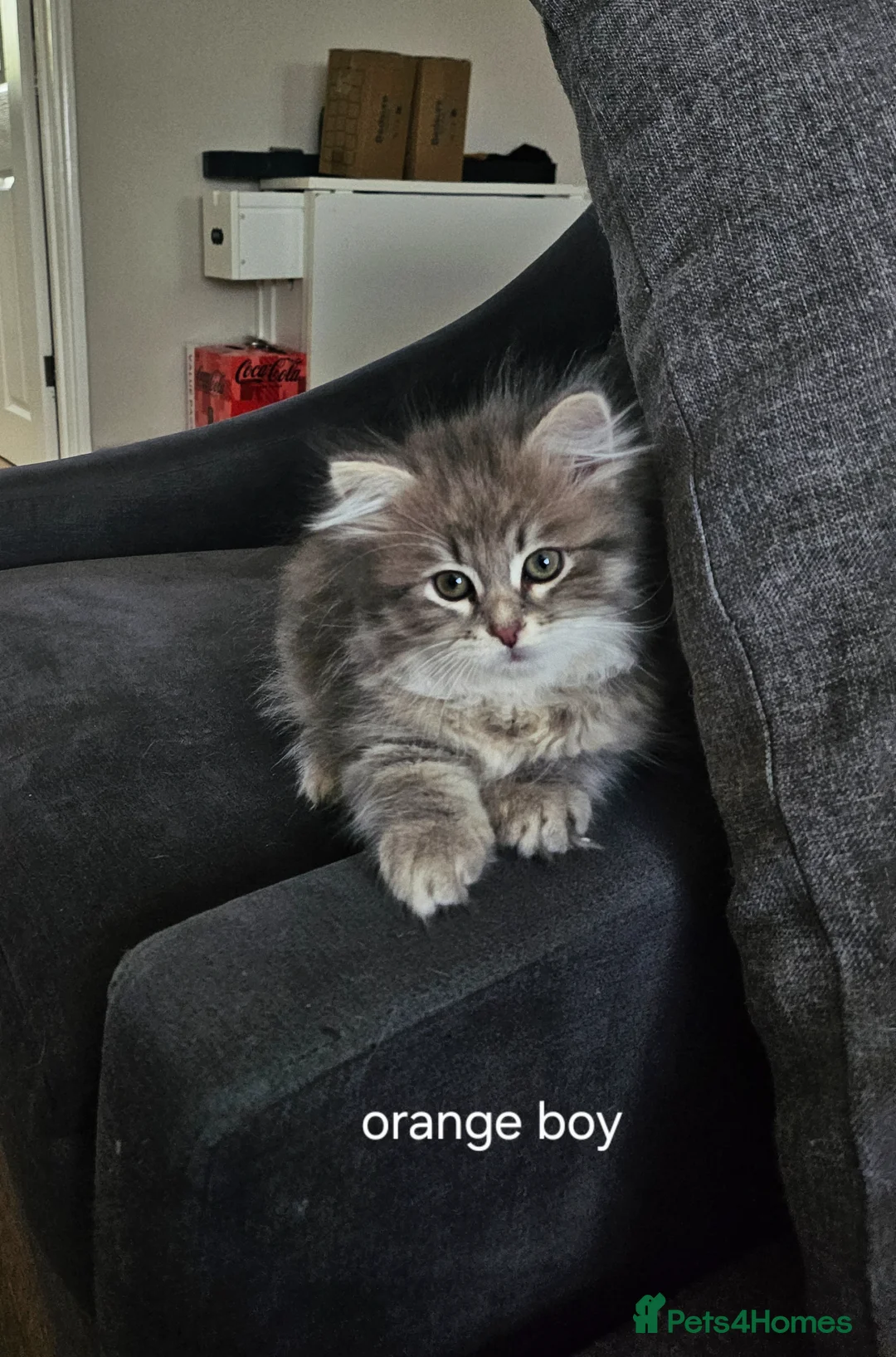 Siberian cats for sale: Lovely grey Siberians. - Advert 12
