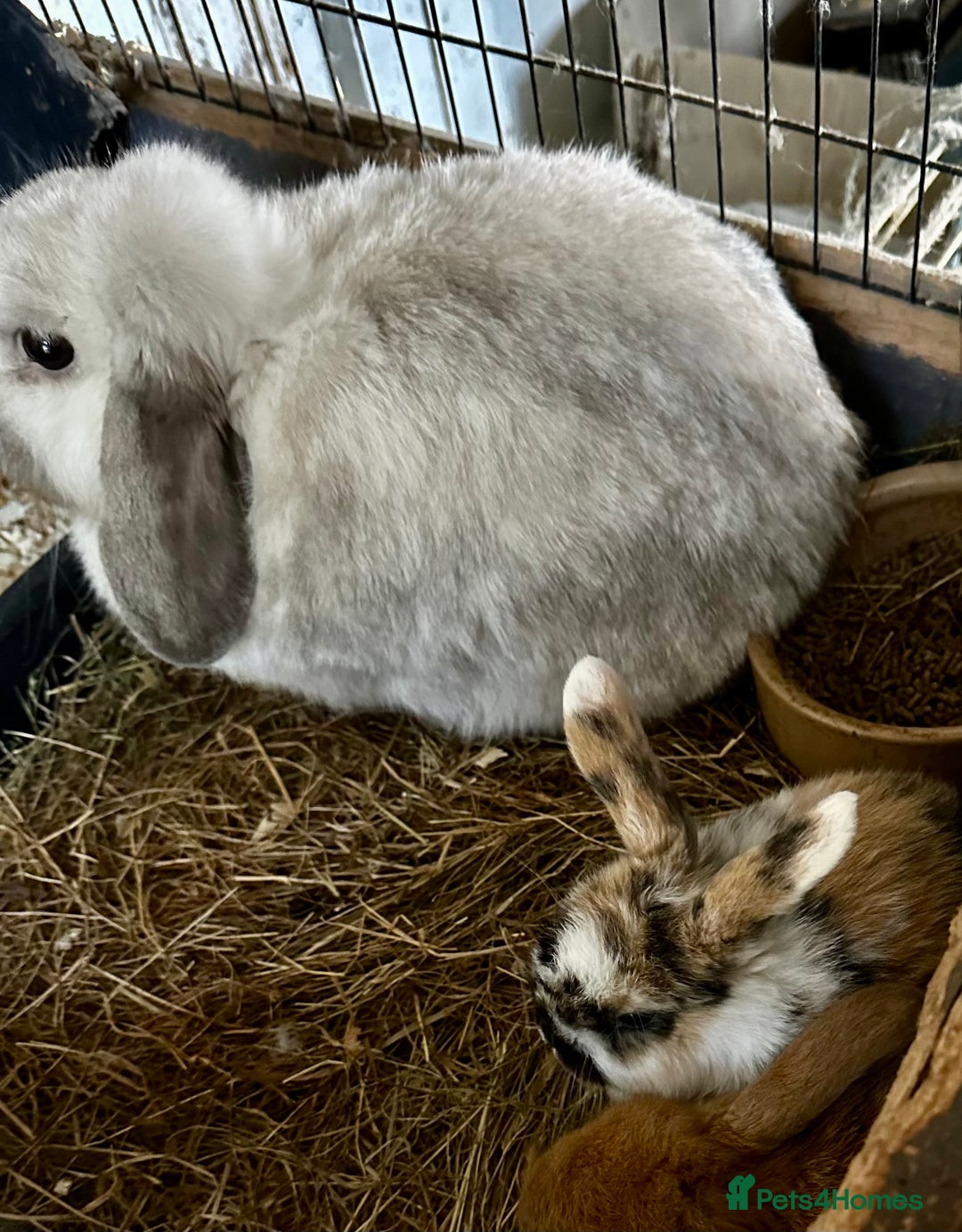 Mini Lop rabbits for sale: Mini lop baby bunnies, very well handled - Advert 2