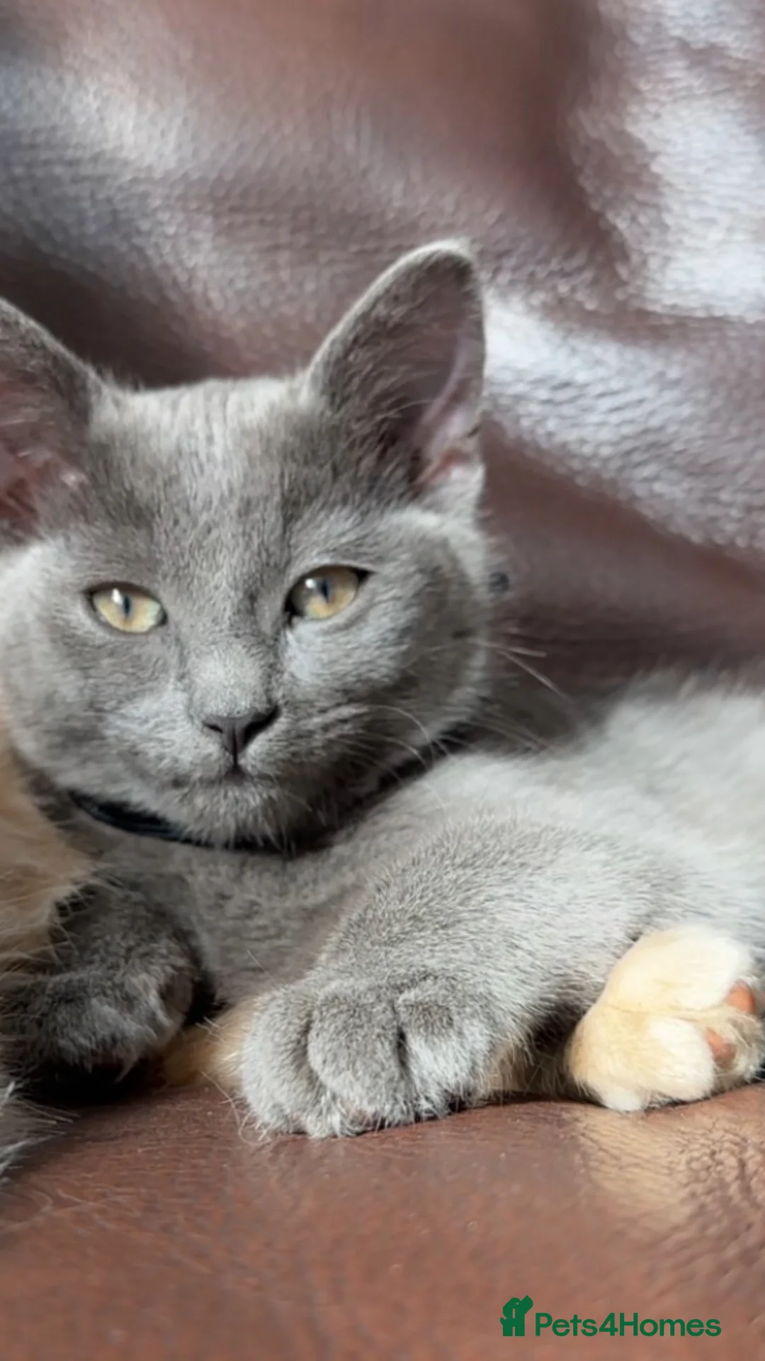 Maine Coon cats for sale: Beautiful Maincoon cross kitten for sell - Advert 11