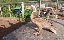 Ducks poultry for sale: Young kharki females(and various other ducks) - Image 4