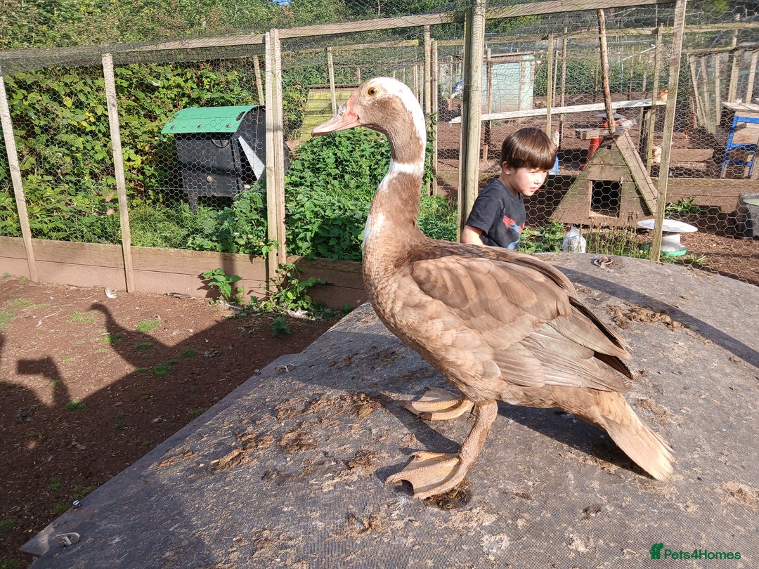 Ducks poultry for sale: Young kharki females(and various other ducks) - Image 4