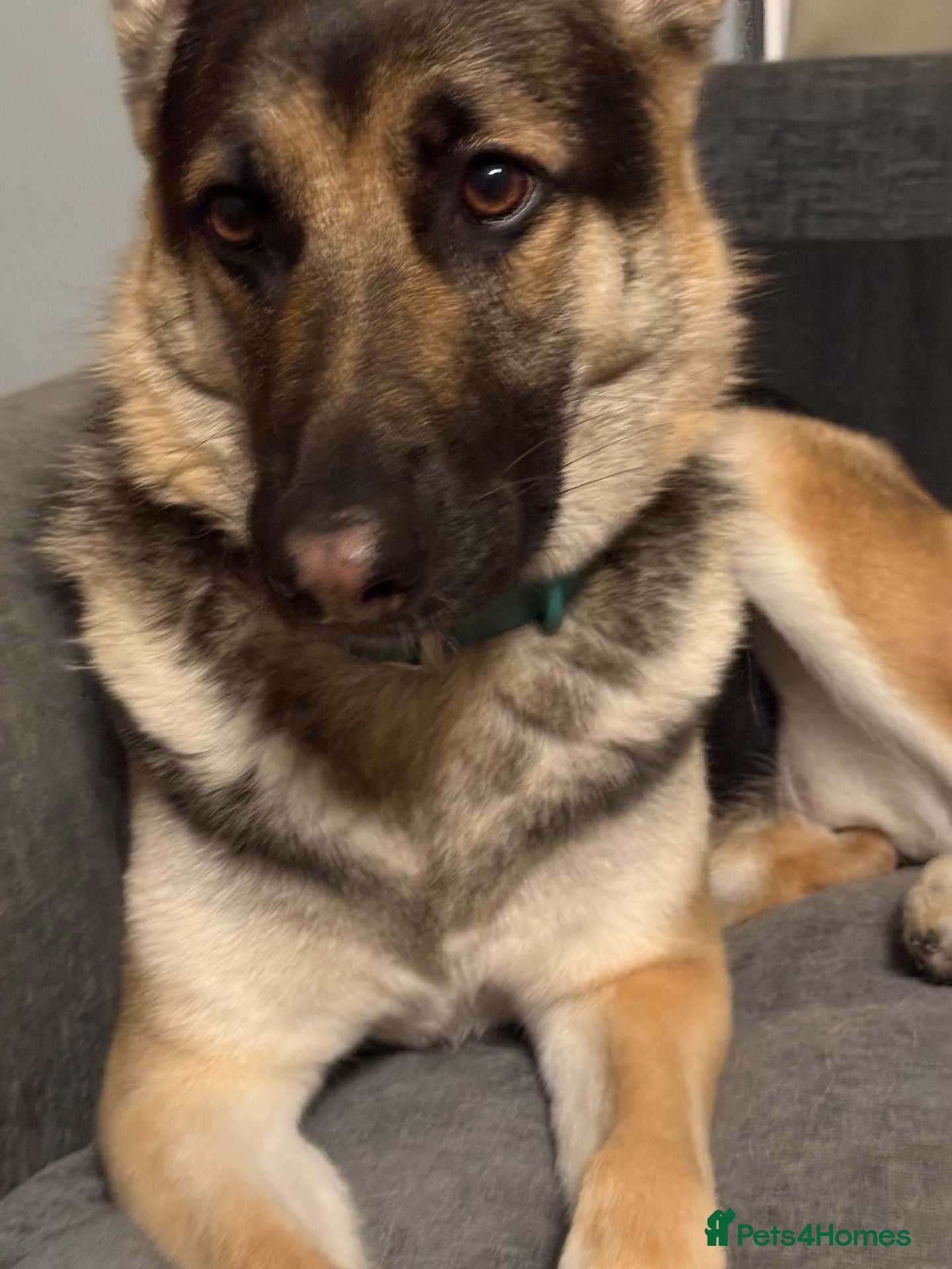 German Shepherd dogs 2 year old female German shepherd for rehoming  - Advert 3