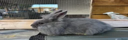 Mixed Breed rabbits for sale: Mini Rex x Lion Lop Babies - TWO LEFT - Advert 2