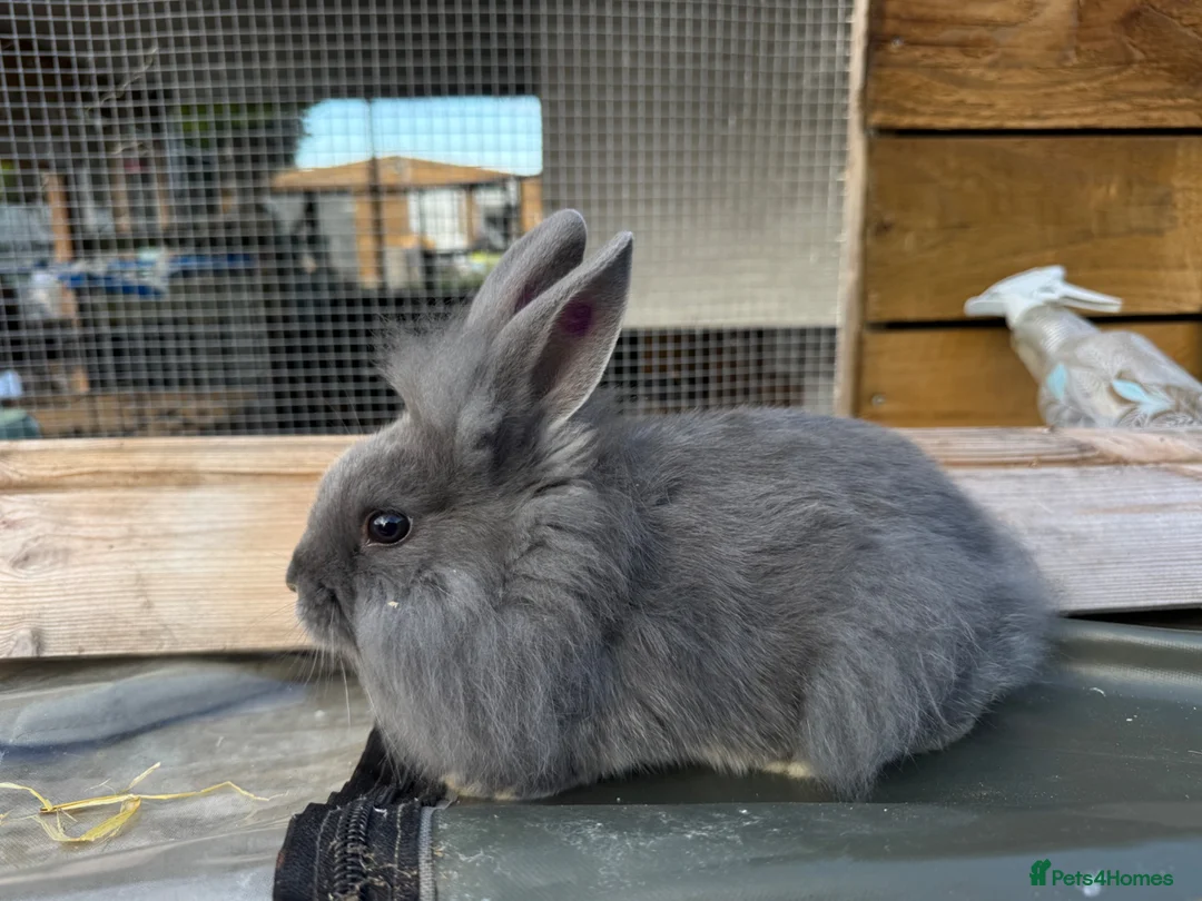 Mixed Breed rabbits for sale: Mini Rex x Lion Lop Babies - TWO LEFT - Advert 2