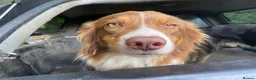 Border Collie dogs for sale: Roxy. 7 year old spayed female Border Collie  - Advert 4