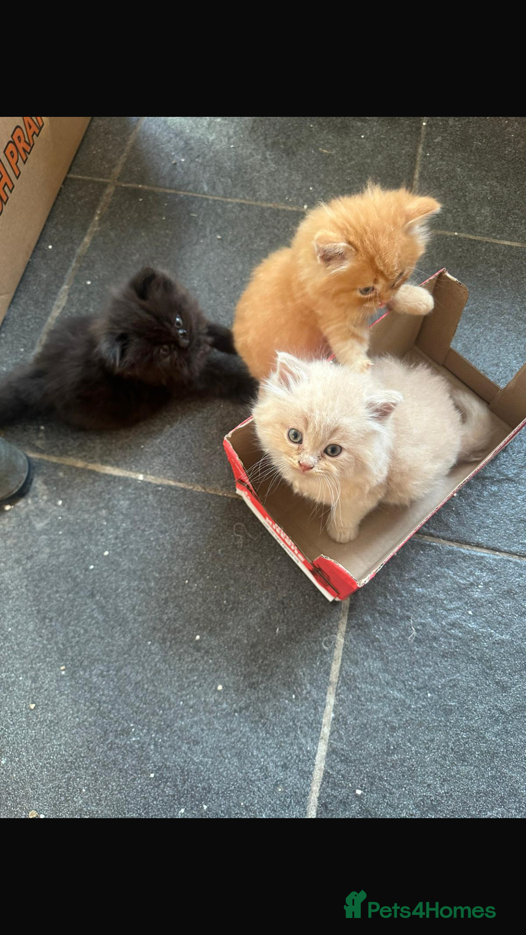 Persian cats for sale: Persian kittens - Image 5