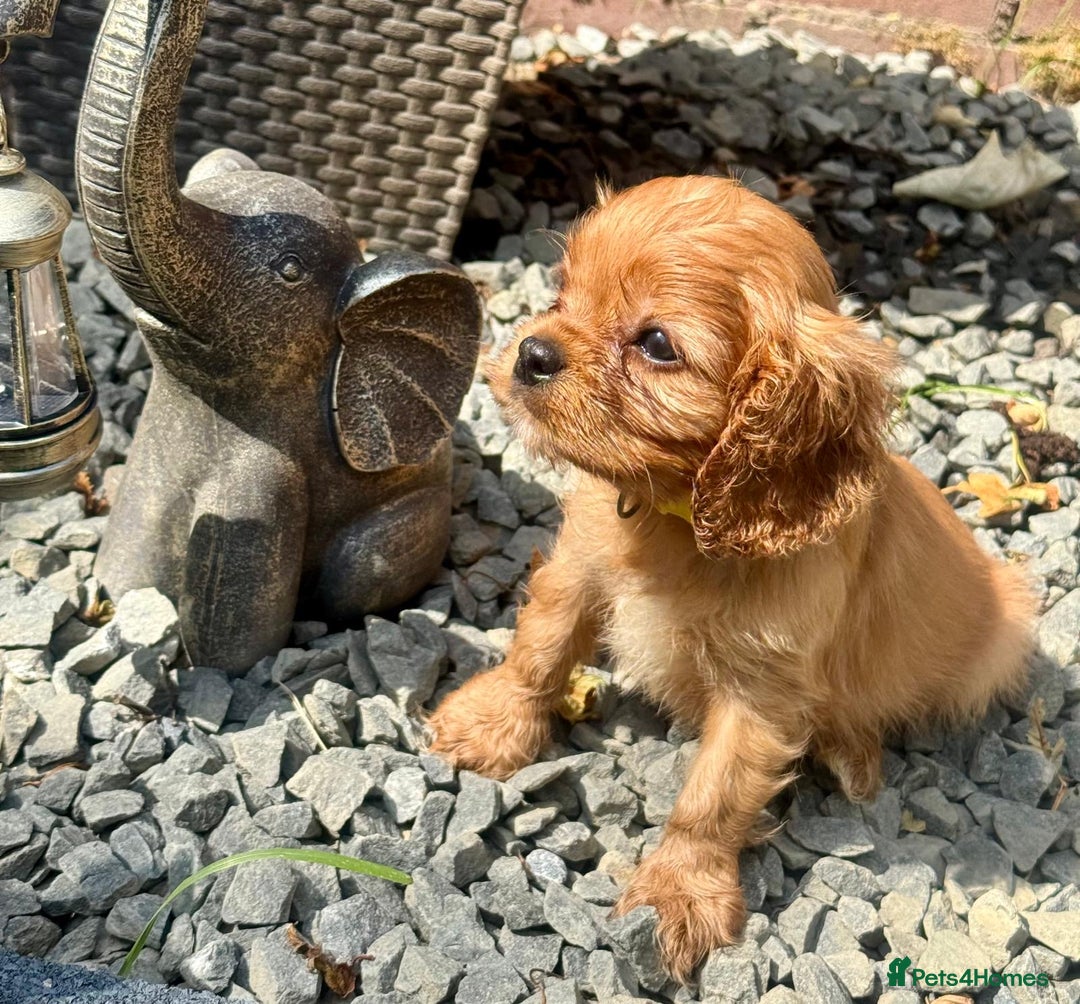Cavalier King Charles Spaniel dogs for sale: Ready now, Cavalier King Charles spaniel puppies  - Image 1