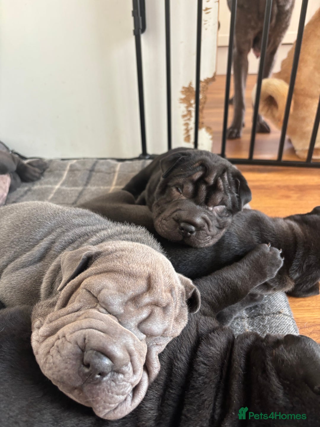 Shar Pei dogs for sale: Healthy Shar Pei puppies - Advert 4