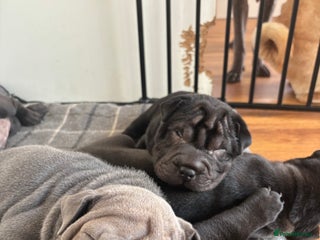 Shar Pei dogs Beautiful Shar peis - Advert 2