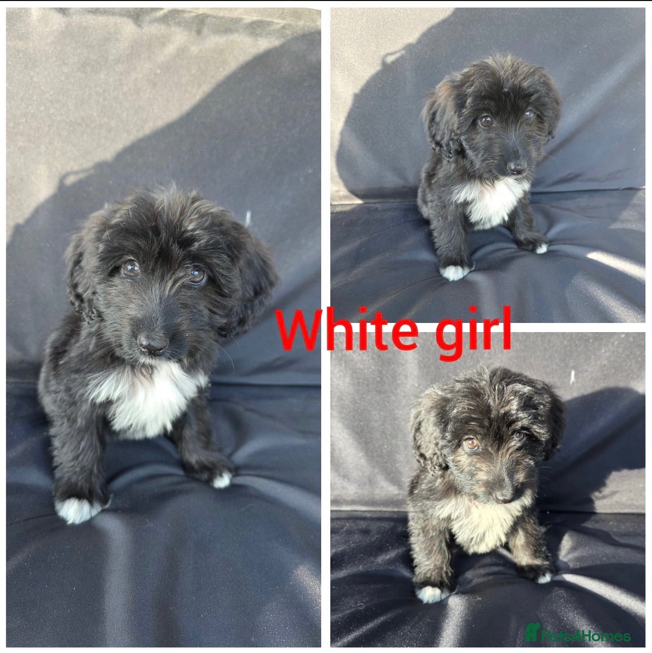 Aussiedoodle dogs READY NOW Aussiedoodle pups - Advert 2