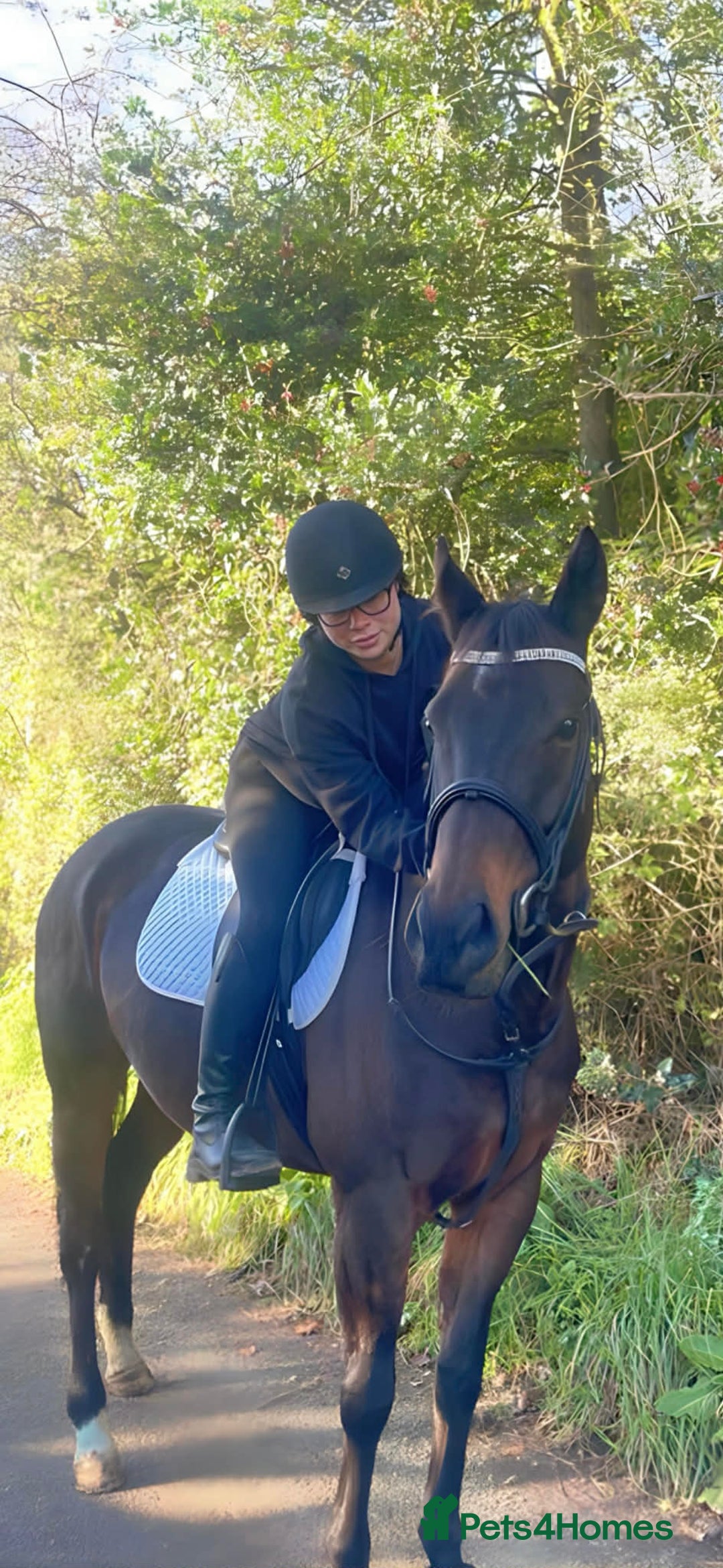 English Thoroughbred horses for sale: Milabella 16hh  - Advert 4