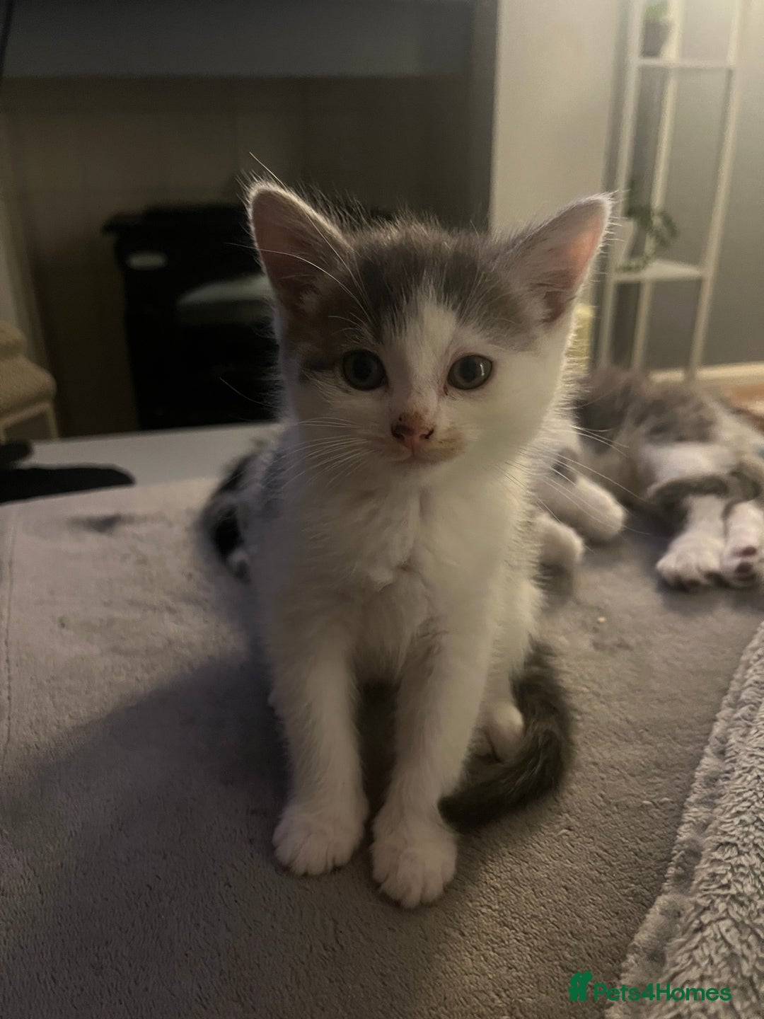 Mixed Breed cats for sale: a gorgeous grey kitten - Advert 3