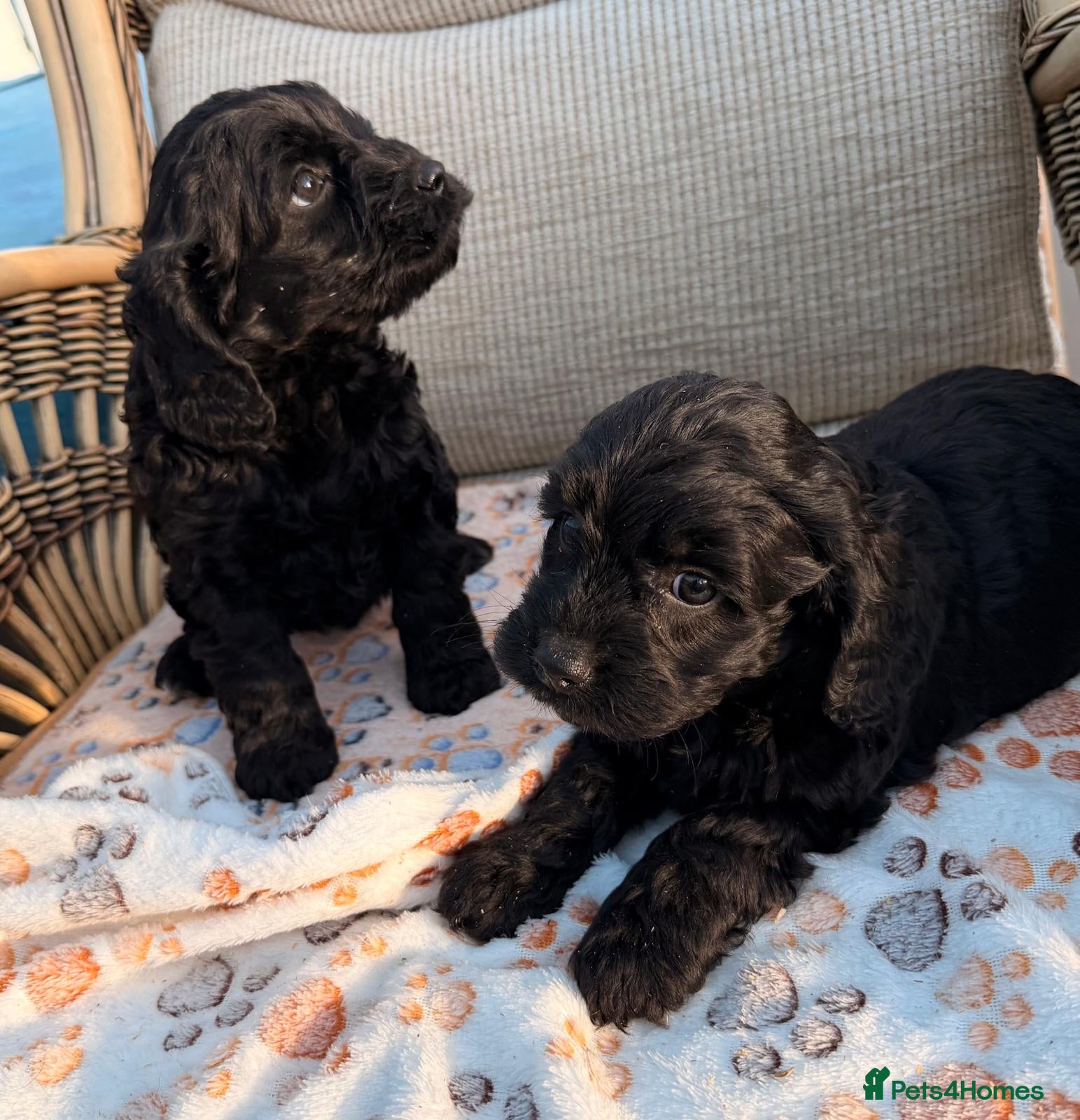 Cockapoo dogs Cockerpoo - Advert 18