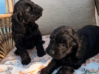 Cockapoo dogs Cockerpoo - Advert 18