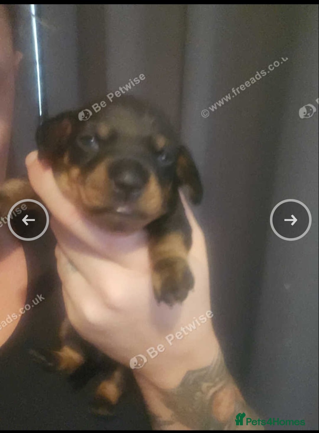 Miniature Dachshund dogs for sale: Boys ready now - Image 7