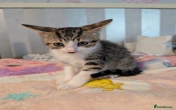 Siamese cats for sale: Siamese x breed  - Image 8