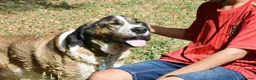 Mastiff dogs for adoption: Titan in Alfreton - Advert 5