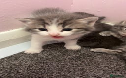 Mixed Breed cats for sale: 1 male 1 female tabby - Image 2