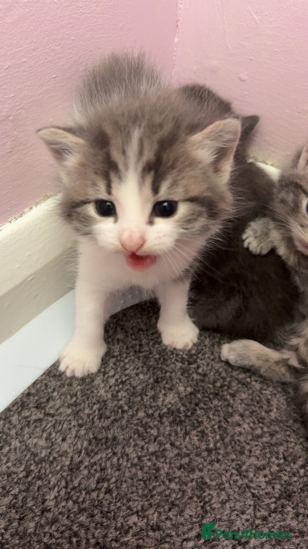 Mixed Breed cats for sale: 1 male 1 female tabby - Image 2