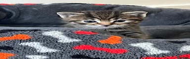 Mixed Breed Kitten 2