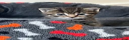 Mixed Breed cats for sale: Ragdoll/Tabby kittens for sale, mixed breed  - Advert 7