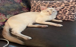 Balinese cats for sale: Beautiful Balinese Cats - Image 4