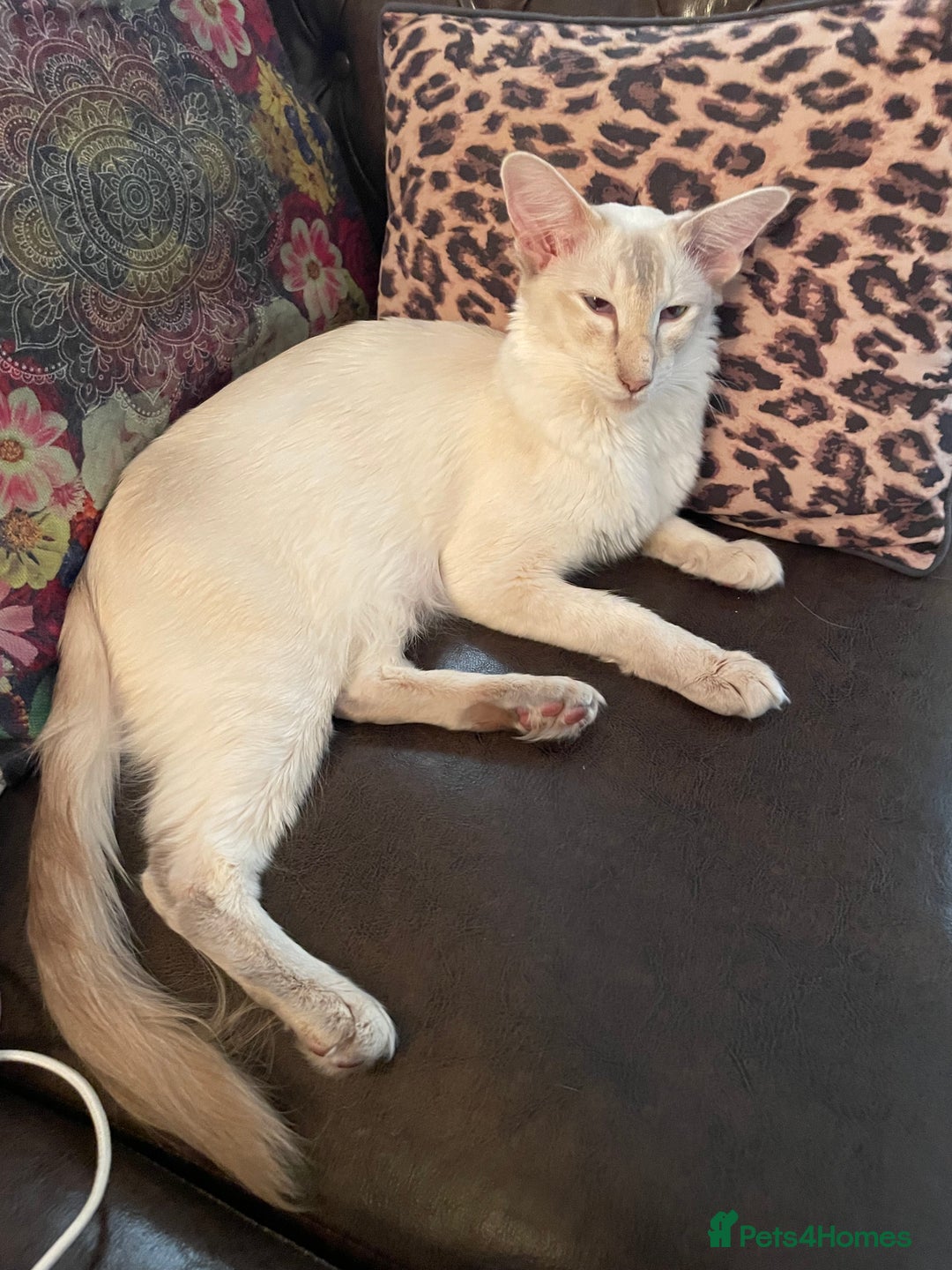 Balinese cats for sale: Beautiful Balinese Cats - Image 4
