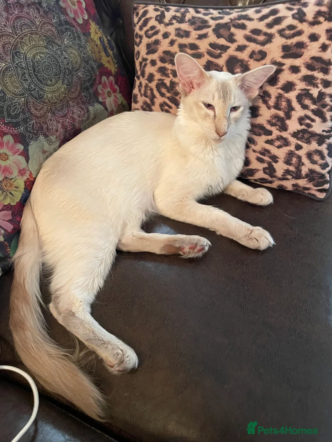 Balinese cats for sale: Beautiful Pedigree Balinese Cats - Advert 4