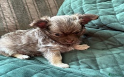 Chihuahua dogs for sale: Gorgeous Fluffy Chihuahua Puppy - Image 5