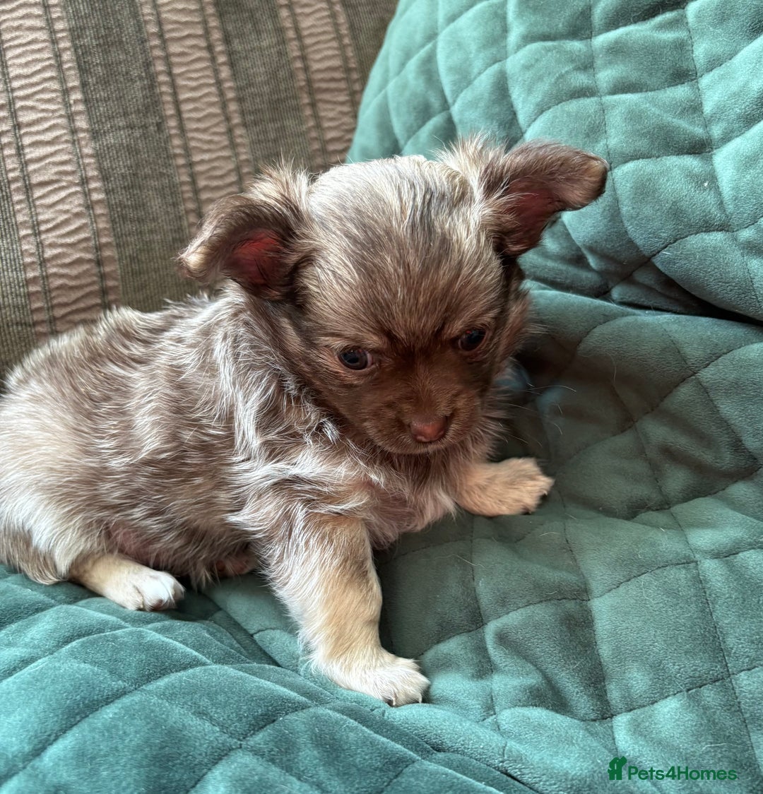 Chihuahua dogs for sale: Gorgeous Fluffy Chihuahua Puppy - Image 5
