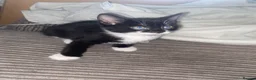 American Shorthair cats for sale: two female american shorthair kittens  - Advert 6