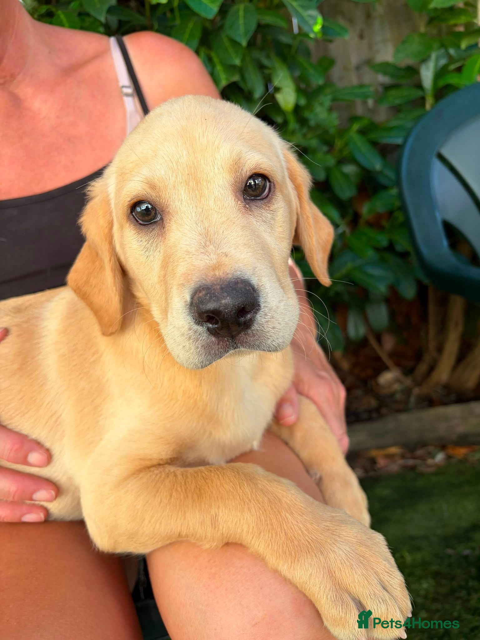 Labrador Retriever dogs Labrador puppies for sale - Advert 10