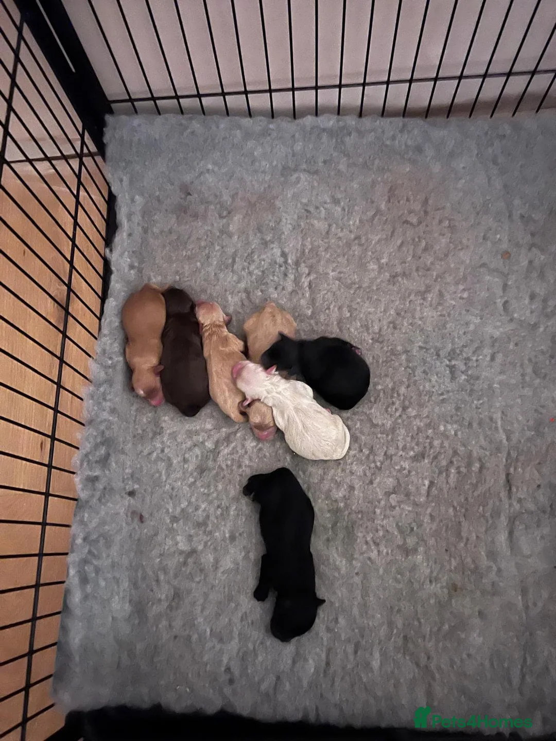 Miniature Poodle dogs for stud: 🏆PROVEN🏆 sable miniature poodle health tested in Havant - Advert 33