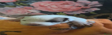 Mixed Breed Puppy 5
