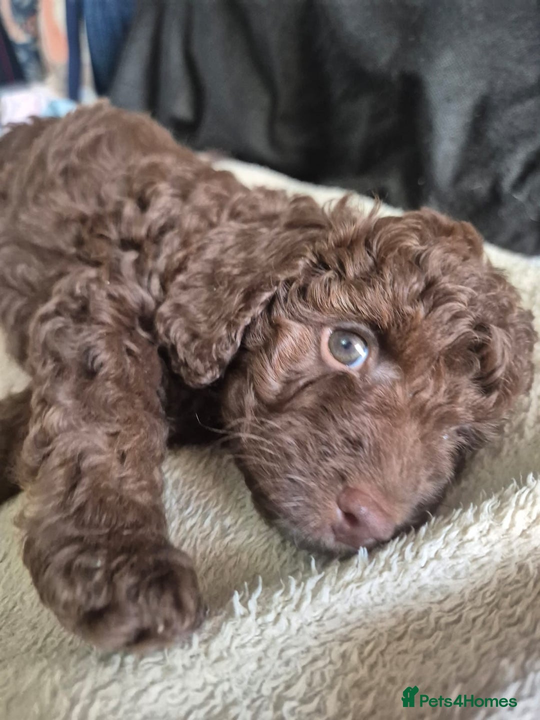 Sproodle dogs for sale: Beautiful Sproodles 1 black girl&1 chocolate boy - Image 18