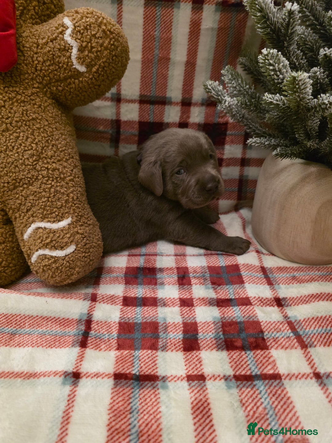 Labrador Retriever dogs for sale: Silver Labrador Puppies For Sale - Advert 22