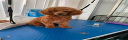Cockapoo dogs for sale: F1 Show/Toy Cockerpoo Puppies - Advert 5