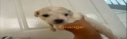 Bichon Frise dogs for sale: Bichon Frise 2 boys 3 girls - Advert 33