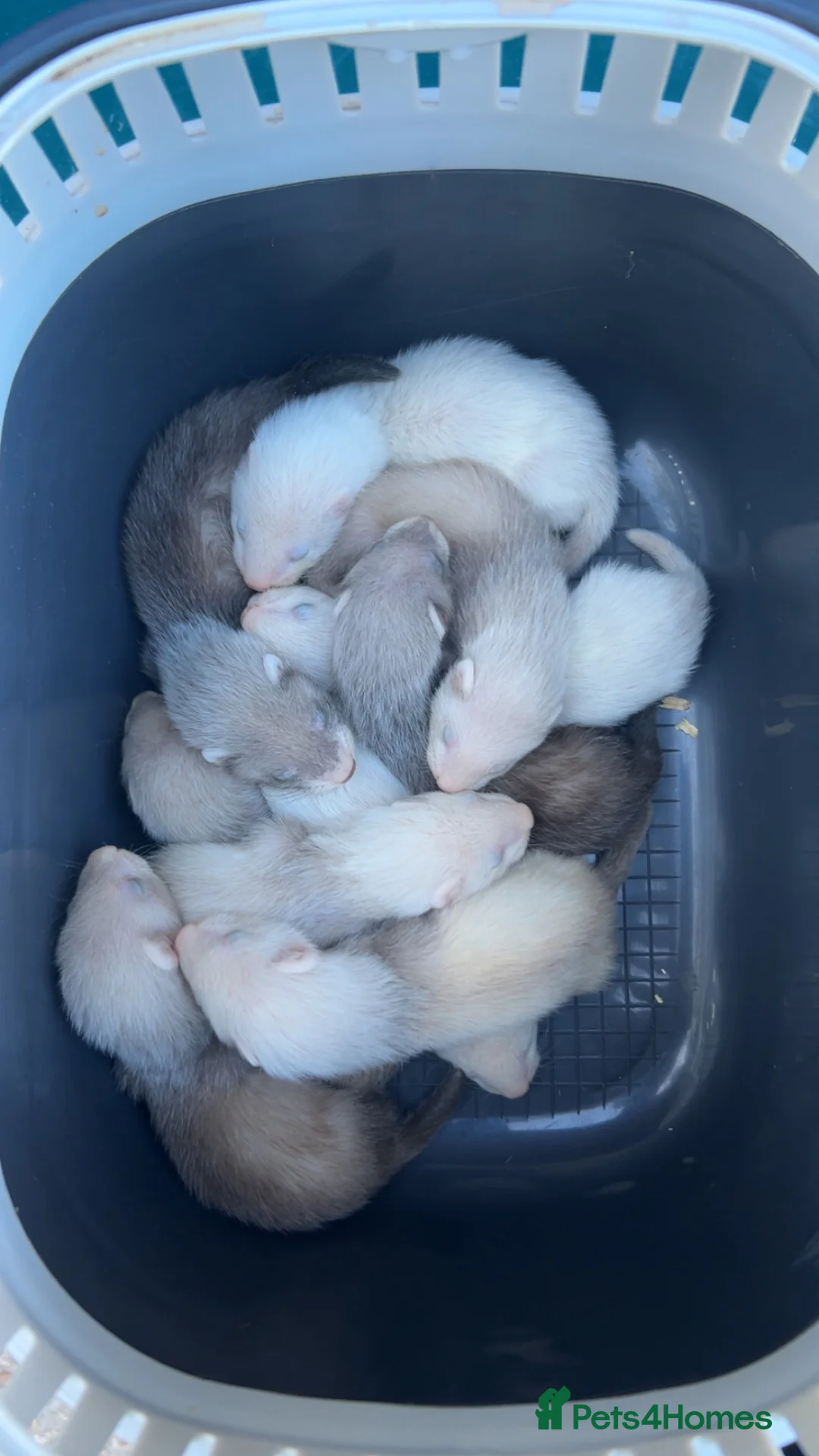 Ferret rodents for sale: ferret kits  in Egham - Advert 1