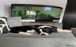 Mixed Breed dogs for sale: Rolo  - Image 1