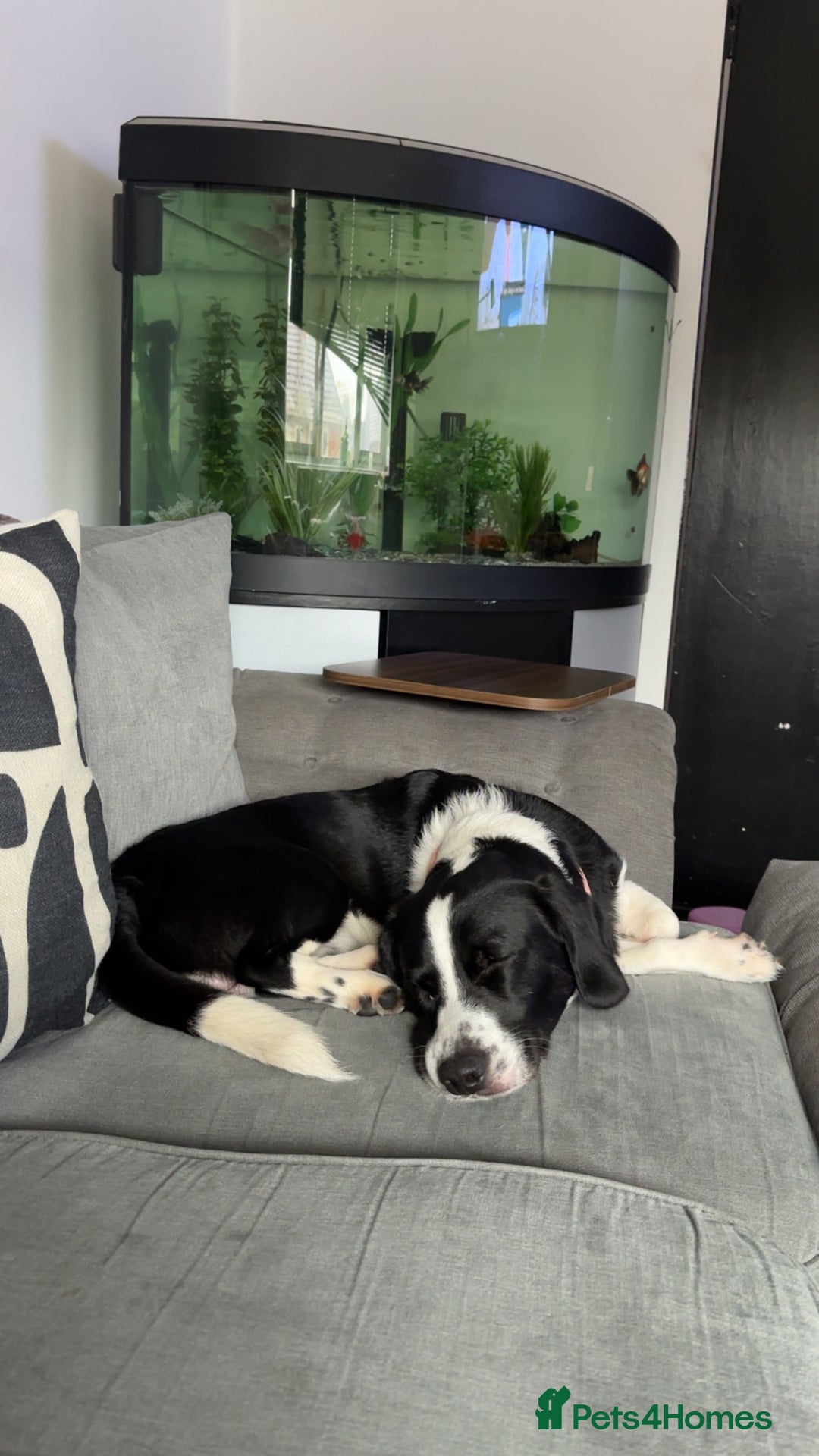 Mixed Breed dogs for sale: Rolo  - Image 1