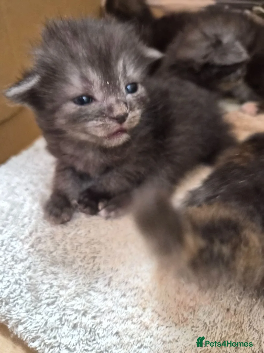 Mixed Breed cats for sale: Maine coon x tortoiseshell tabby - Advert 2