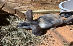 Mini Lop rabbits for sale: Rabbits for sale  - Image 3