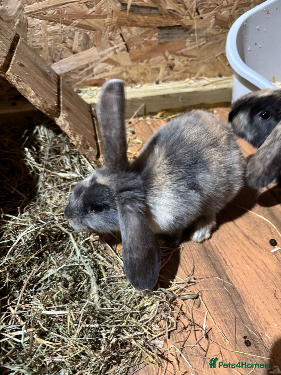 Mini Lop rabbits for sale: Rabbits for sale  - Image 3