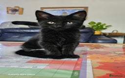 Mixed Breed cats for sale: Few lovely kittens ready for new lovely homes ! - Image 4