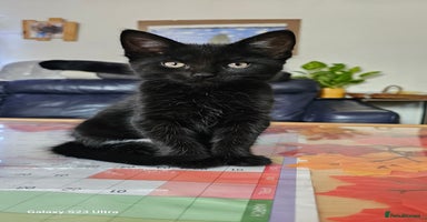 Mixed Breed cats - Advert 6